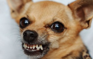 345bccdaa650b59d8a6523b44081659e