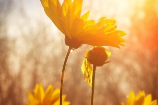 shutterstock_116298694-310x415