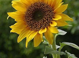 275px-A_sunflower