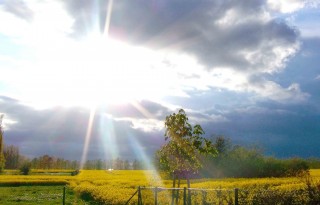 rapsfeld mit sonnenstrahlen