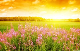 sunny-summer-wallpaper