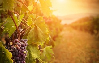 warm-weather-and-wine-what-the-drought-means-for-california-grapes