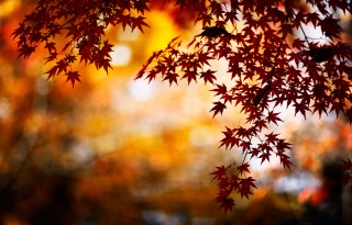 Autumn-Leaves