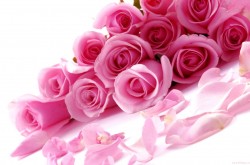 72-727396_valentine-days-pink-roses-wallpaper-valentines-day-pictures